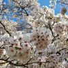 北上展勝地の桜が見頃を迎えています。
